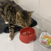 photo de livraison pour SADF (Sauvetage des animaux domestiques de France)