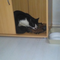 photo de livraison pour Protect Cat