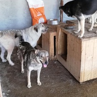 photo de livraison pour Sammelstelle für Tiere in Not e.V.