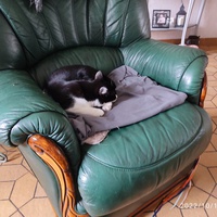 photo de livraison pour Les chats de l'Indifférence