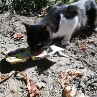 photo de livraison pour Chat L'Heureux Chat l'Ange et Cie