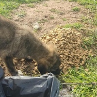 photo de livraison pour Civic Initiative Kane Korzo Skopje