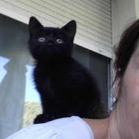 photo de livraison pour Association Des  Chats  De Hyeres