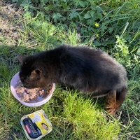 photo de livraison pour Les Chats De QUEAUX