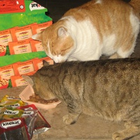 photo de livraison pour Jardin des Chats