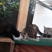 photo de livraison pour Une vie, Un chat