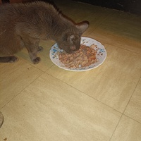 photo de livraison pour Protect Cat