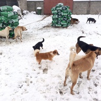 photo de livraison pour Udruzenje za Zastitu Zivotinja Srecko, Valjevo