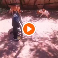 photo de livraison pour Help Adopt Moroccan Animals