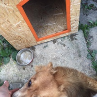 photo de livraison pour Save & Hope for Dogs