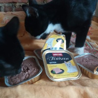 photo de livraison pour Stérilcat 80