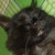 photo animal