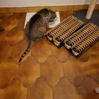 photo de livraison pour Chats La La de Valreas