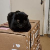 photo de livraison pour Chats Libres des Hauts Cantons de l'Hérault