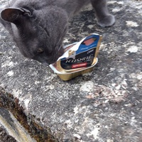 photo de livraison pour Les Chats'nonymes