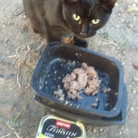 photo de livraison pour Les Chats-Pitresdelavi-Ste