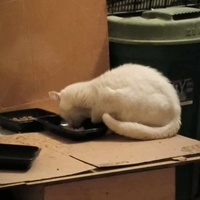 photo de livraison pour Trois P'tits Chats