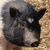 photo animal