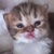 photo animal
