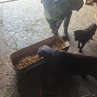 photo de livraison pour ПРИХВАТИЛИШТЕ ДРАЖЕВАЦ