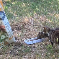photo de livraison pour Ecole du Chat des Alpilles