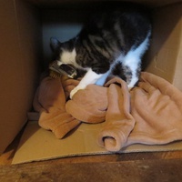 photo de livraison pour Vallée des Chats