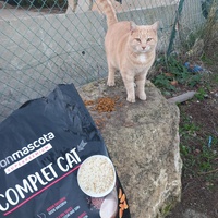photo de livraison pour L'Ecole du Chat Istreen