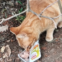 photo de livraison pour Cat Miaou