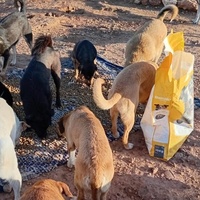 photo de livraison pour 4 Pattes Mogador