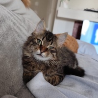 photo de livraison pour Le Gang des Matous