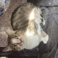 photo de livraison pour Cosette