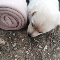 photo de livraison pour Help Doggy