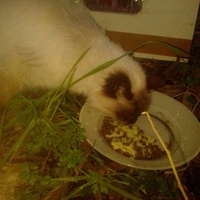 photo de livraison pour Chats-sos
