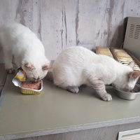 photo de livraison pour Les chats de l'Indifférence
