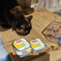 photo de livraison pour SOS Chats Libres Haut-Béarn