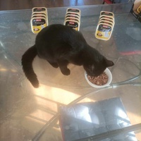photo de livraison pour Stérilcat 80