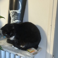 photo de livraison pour Chat Gratouille