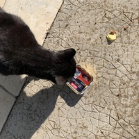 photo de livraison pour Le Chat Salonais