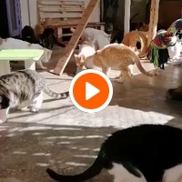 photo de livraison pour Help Adopt Moroccan Animals