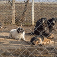 photo de livraison pour Azil Bella