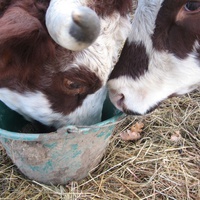 photo de livraison pour Le Petit Refuge dans la Prairie