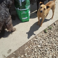 photo de livraison pour Udruženje za zaštitu životinja "Pongo"
