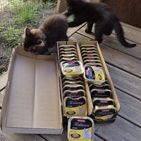 photo de livraison pour Bien vivre avec les Chats Sallélois