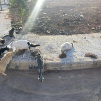 photo de livraison pour Kawthar Maree