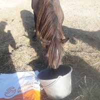 photo de livraison pour Happy Horse Day