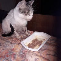 photo de livraison pour Une vie, Un chat