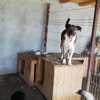 photo de livraison pour Sammelstelle für Tiere in Not e.V.