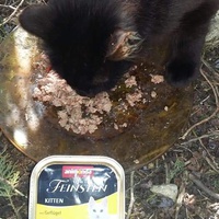 photo de livraison pour Les Chats-Pitresdelavi-Ste