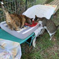 photo de livraison pour Les chats de chez nous