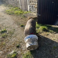photo de livraison pour Un Espoir pour les Sans Voix 
